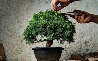 Common Bonsai Leaf Problems (And How to Fix Them Fast)