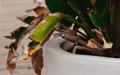 How to Revive Over-Fertilized Indoor Plants (Fix Burnt Leaves Fast)