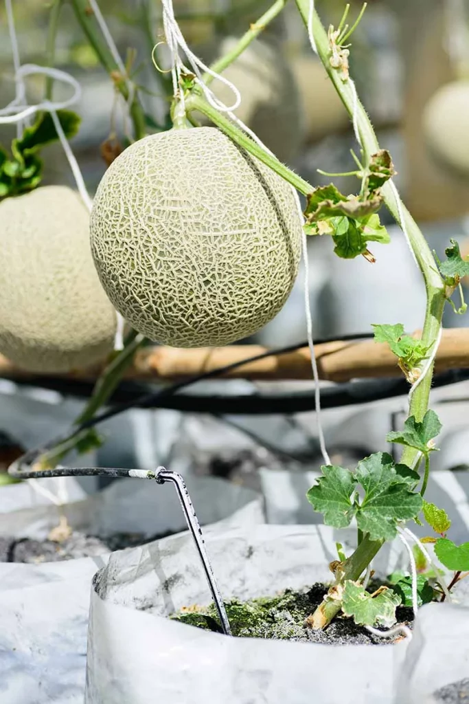 cantaloupe melon vines trained up a trellis with developing fruits in fabric slings