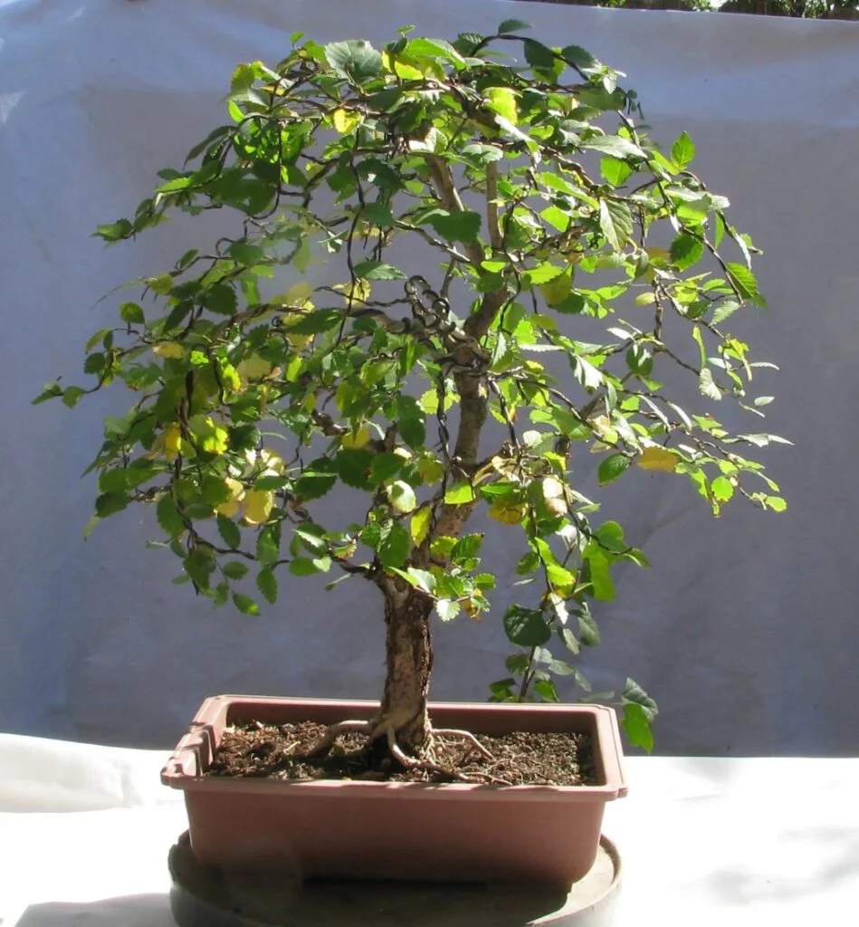 mature Chinese elm bonsai in a shallow pot on a windowsill