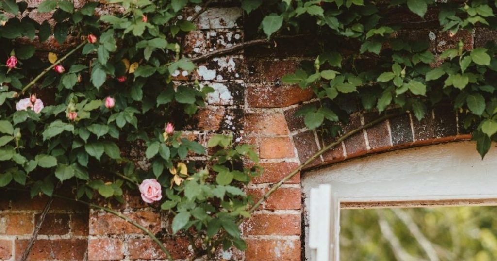 garden fence covered in flowering climbing plants adding colour and privacy.