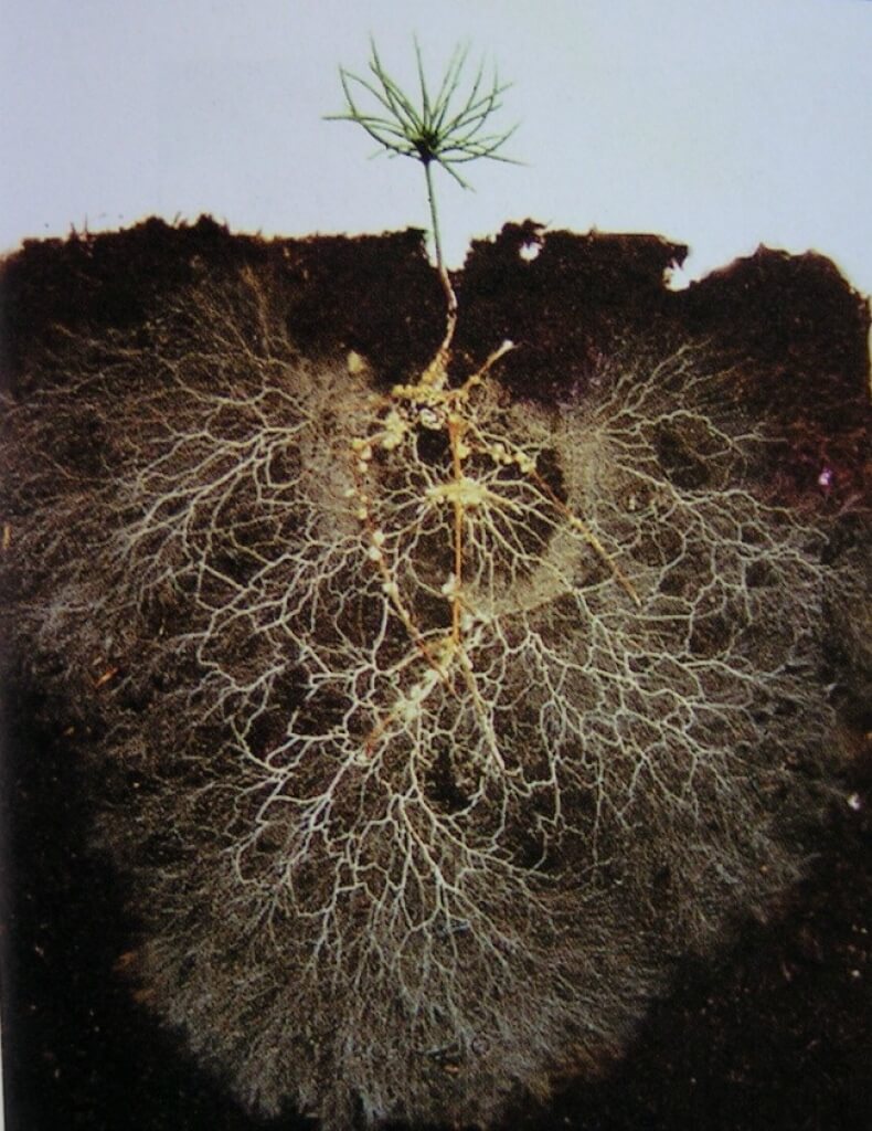 illustration of plant roots with mycorrhizal fungi spreading through the soil