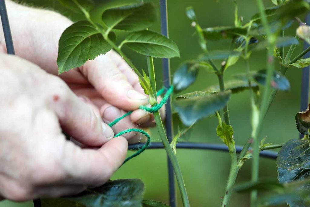 tying a climbing plant stem to a garden trellis with a soft plant tie.