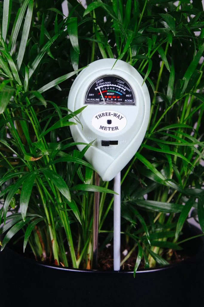 checking moisture level in low-maintenance indoor plant with a soil moisture meter.