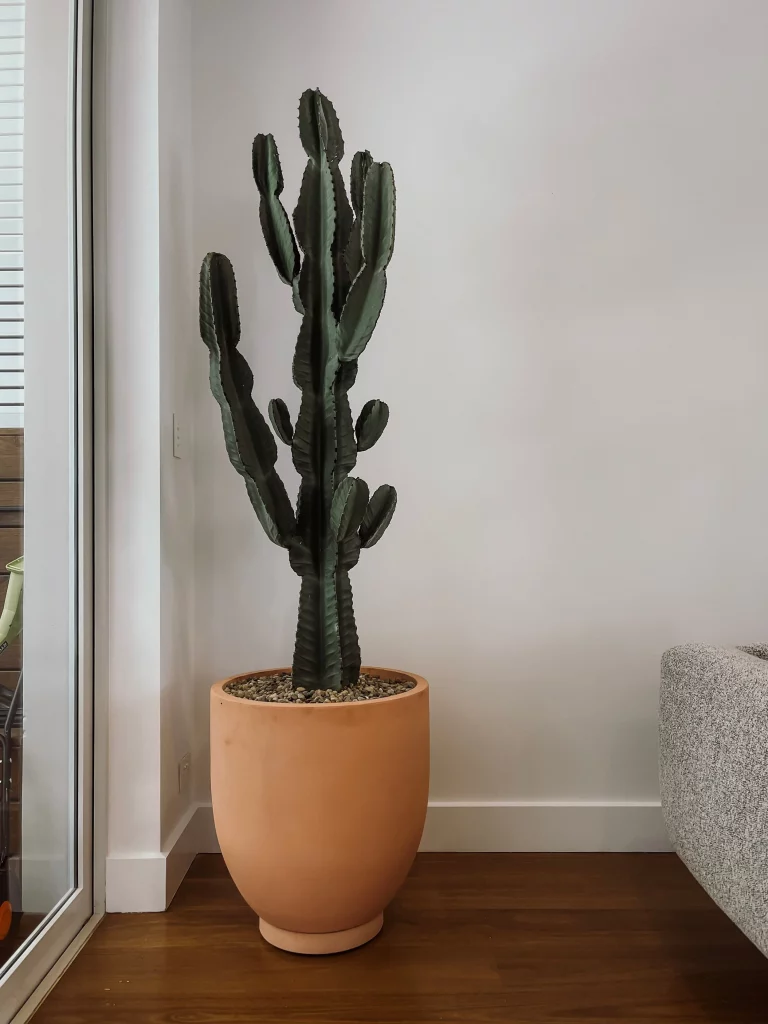 healthy indoor cactus arrangement with no signs of rot.