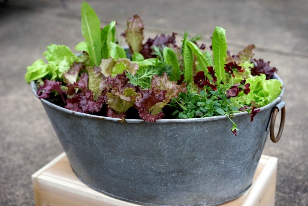 leafy green vegetables growing in an indoor container planter