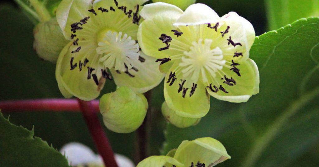 white kiwi flowers in bloom on a trained garden vine.