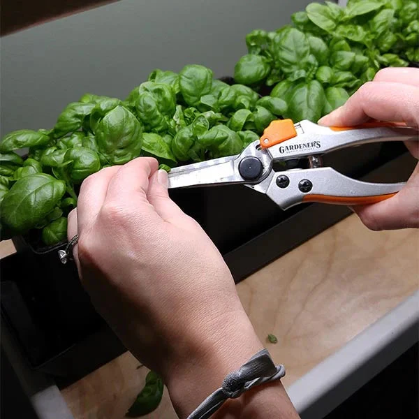 harvesting basil from an indoor herb garden kit with scissors