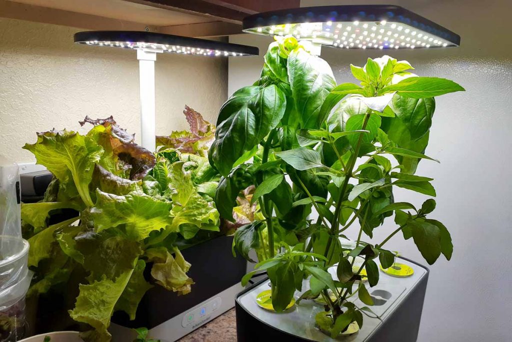 smart indoor garden with LED lights growing fresh herbs.