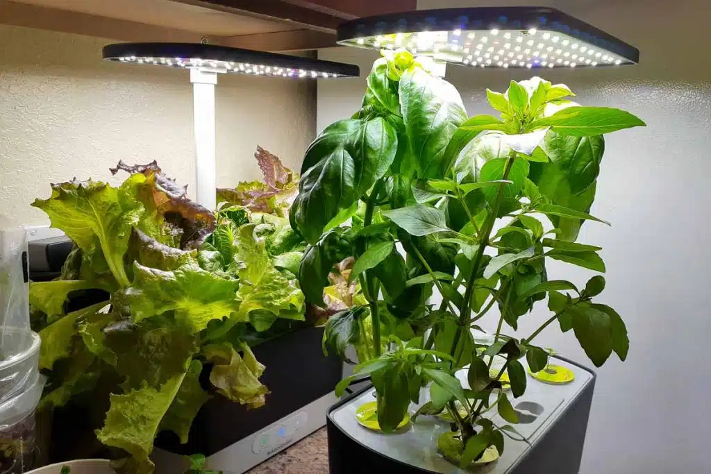 Leafy greens and herbs growing in compact countertop systems under LED lights.