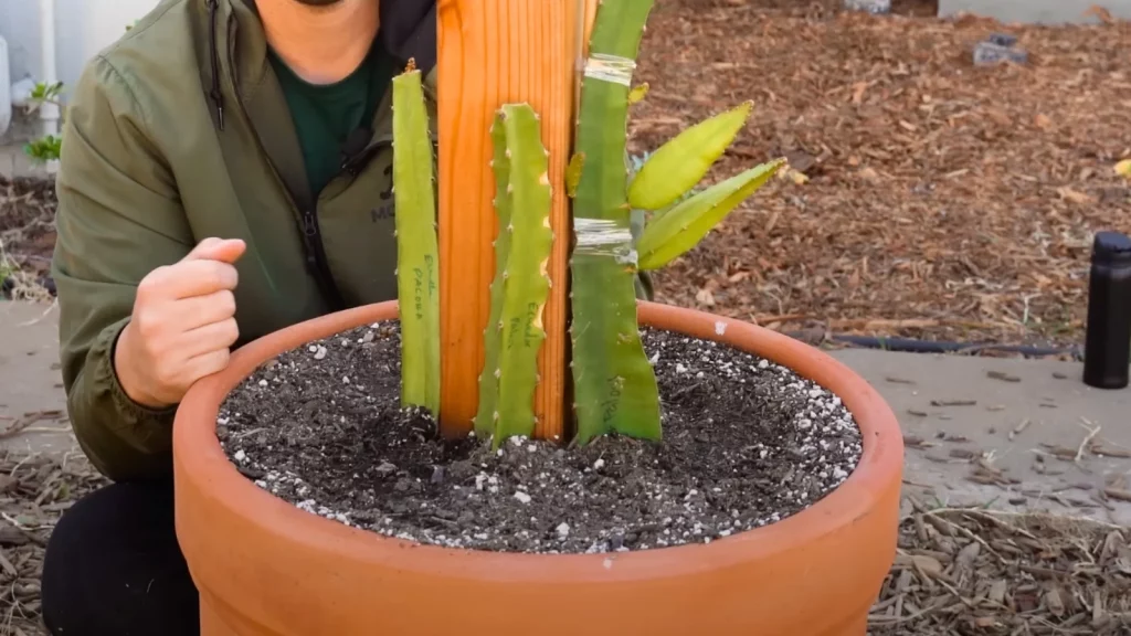applying granular fertiliser to the soil of a potted dragon fruit plant