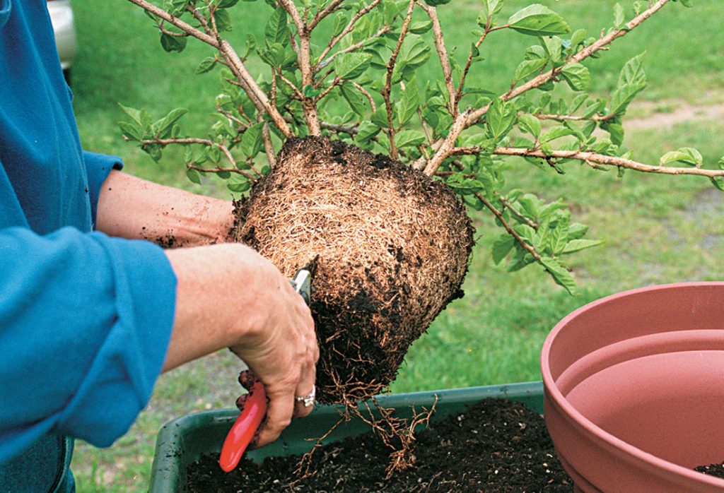 gardener pruning damaged roots after fertilizer burn.