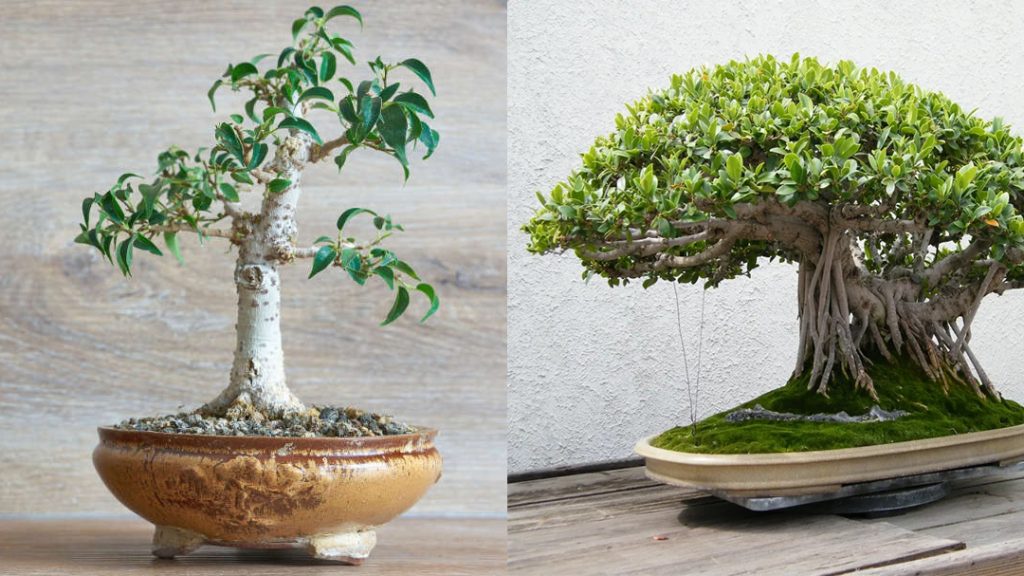 comparison of young and mature bonsai trees showing growth and trunk thickening over time