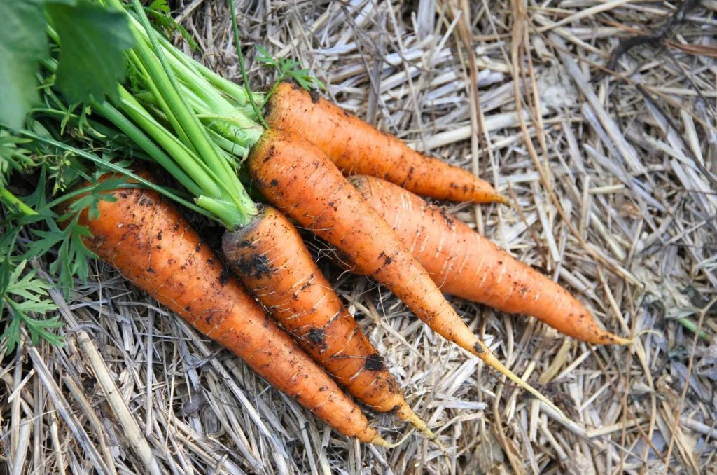 freshly harvested home-grown carrots with foliage attached on soil beside the garden bed.