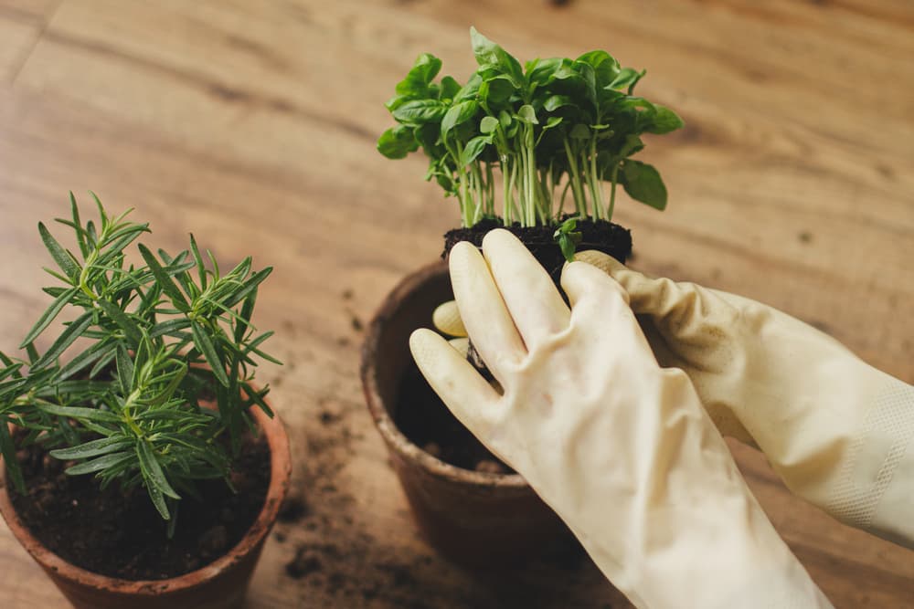 planting herbs into small pots for a miniature kitchen herb garden