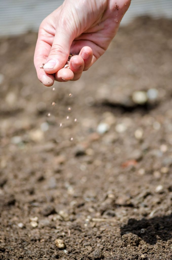 Gardener applying granular balanced fertilizer around outdoor plants