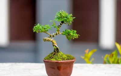 Why Your Bonsai Is Not Growing