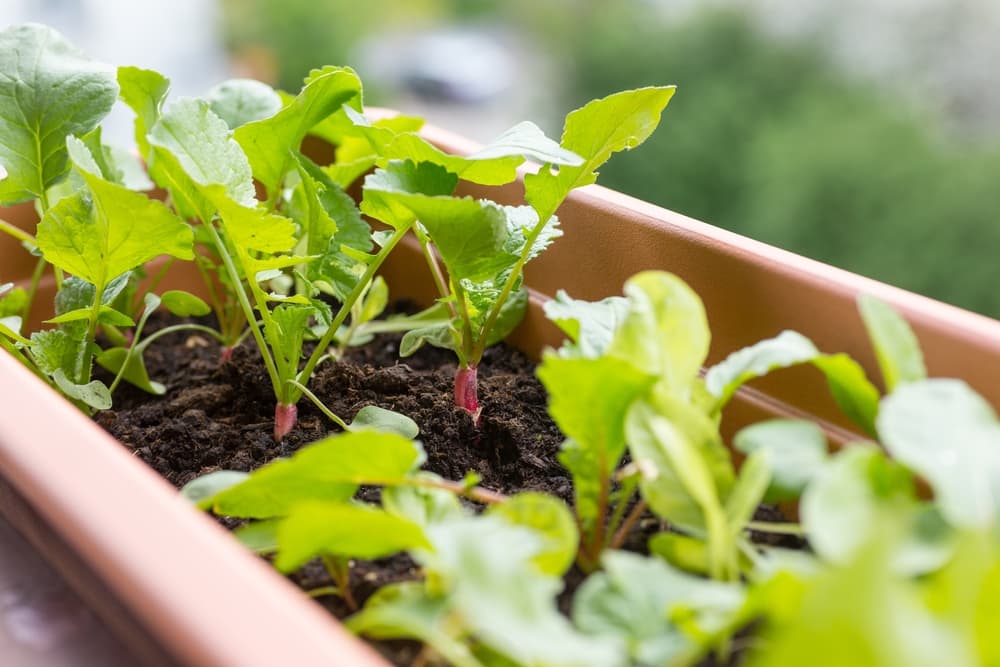 radishes and baby carrots growing indoors in deep containers