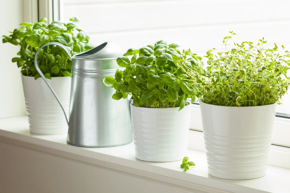 miniature herb garden on a sunny kitchen windowsill with mixed herbs