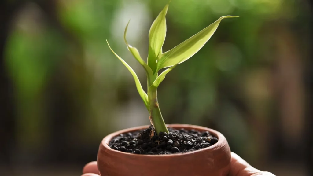 Lucky bamboo in soil