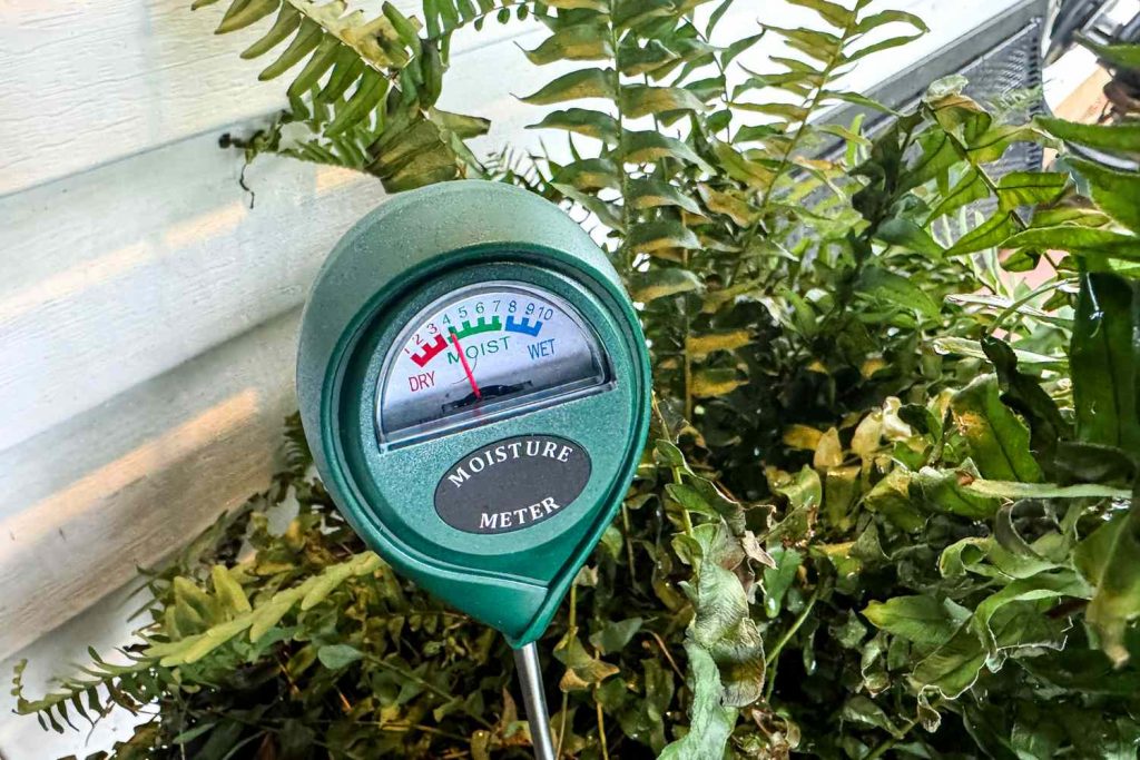 checking indoor soil moisture before repotting.