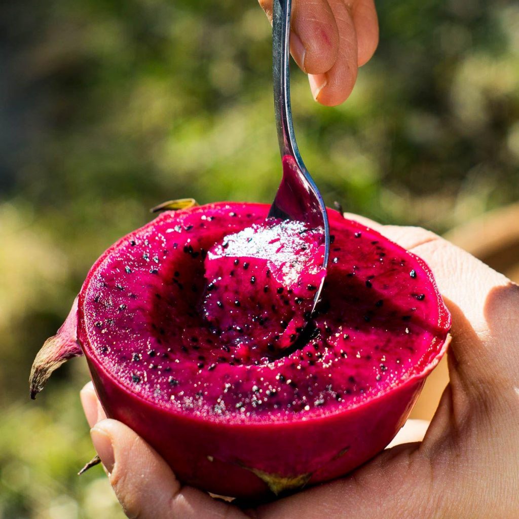 dragon fruit cuttings with callused ends ready for planting.
