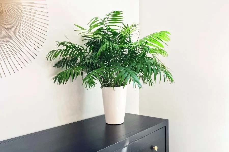 healthy bamboo palm fronds with lush green leaflets.