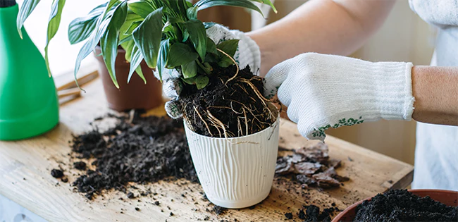 applying mycorrhizal fungi granules around the roots of an indoor plant during repotting