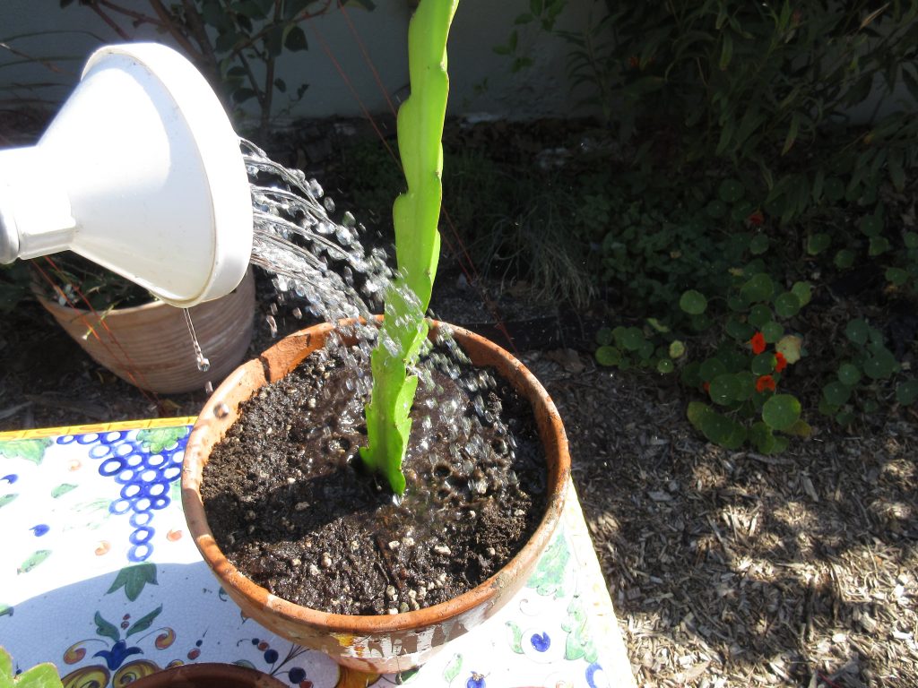 watering a container-grown dragon fruit plant with good drainage.