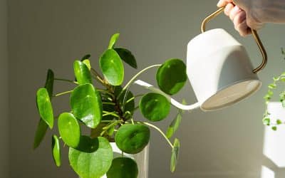 Best Watering Tools for Indoor Plants (From Cans to Smart Systems)