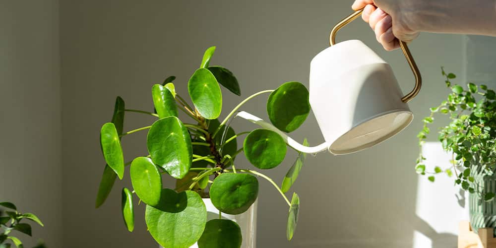 Best Watering Tools for Indoor Plants (From Cans to Smart Systems)