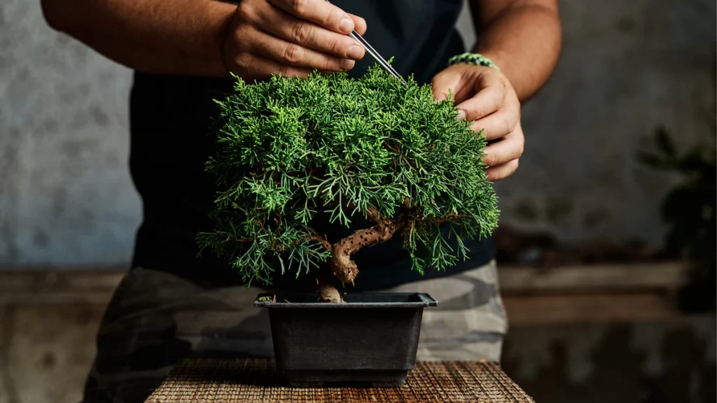 pruning a bonsai branch with small bonsai shears to maintain its miniature shape.