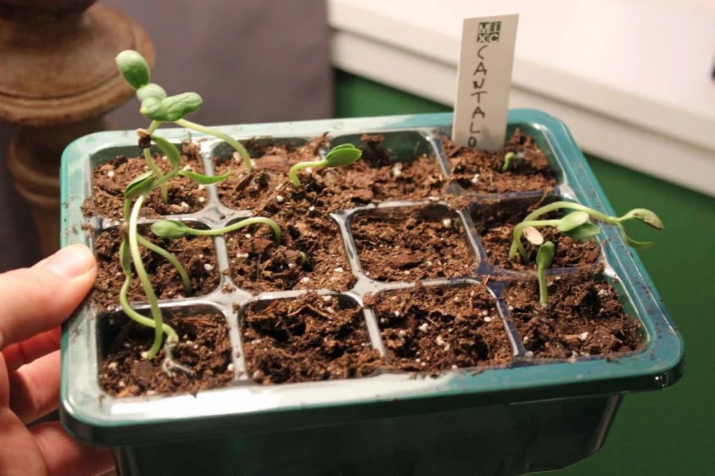 young cantaloupe melon plant growing in a large indoor container near a bright window
