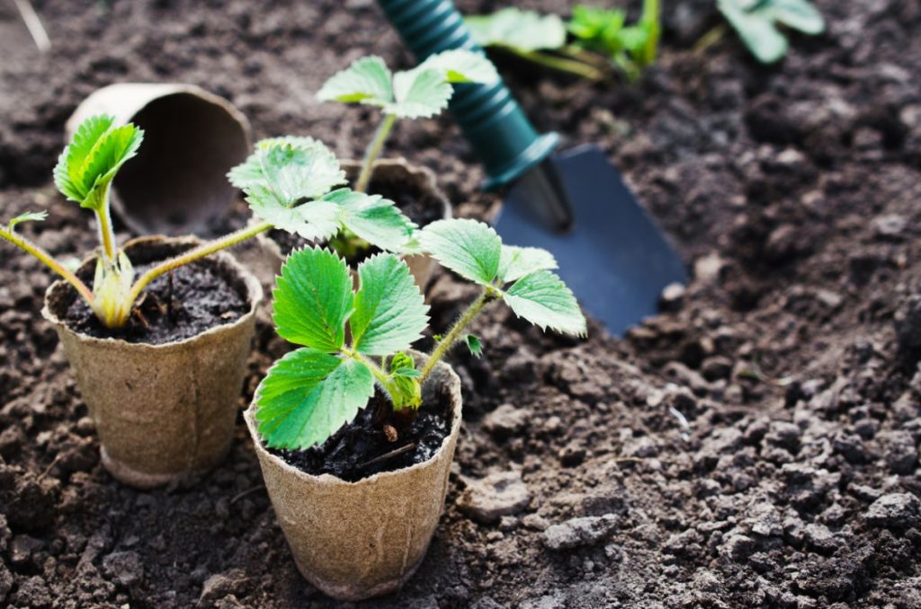 gardener planting a strawberry crown at the correct depth in garden soil
