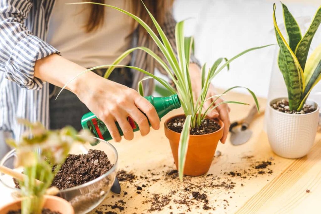 applying diluted liquid fertilizer to an indoor plant