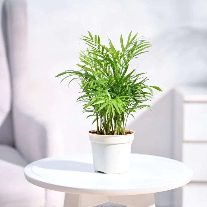 bamboo palm in a decorative pot in a bright living room