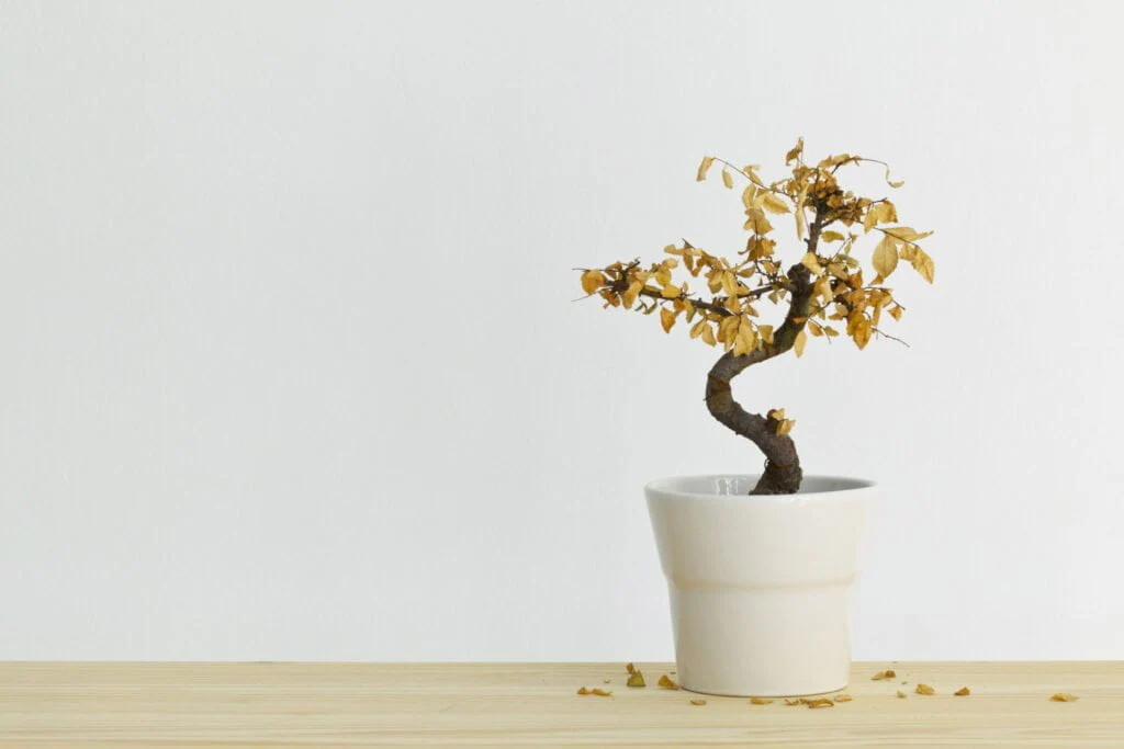 bonsai experiencing leaf drop from stress