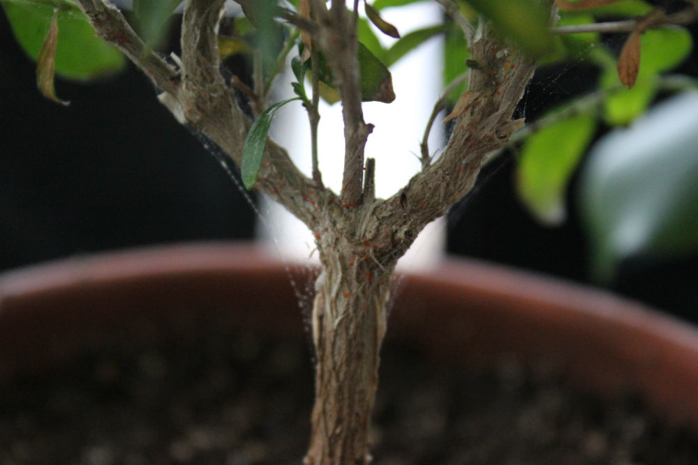 treating pests on bonsai leaves with neem oil