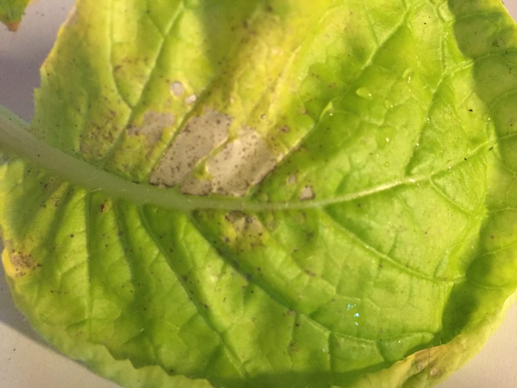 cabbage leaf with yellowing and pest damage