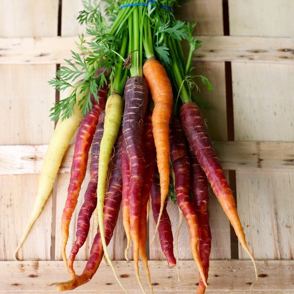 selection of different carrot varieties showing long, short and round roots side by side.