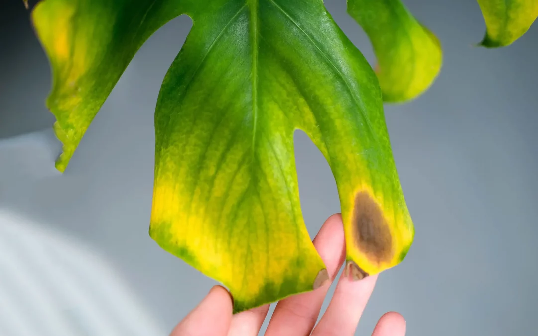 How Nutrient Deficiency Shows Up in Indoor Plants (Spot Problems Early)