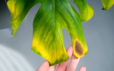 How Nutrient Deficiency Shows Up in Indoor Plants (Spot Problems Early)