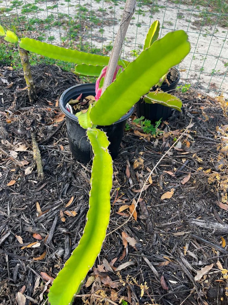 healthy dragon fruit plant growing on a sturdy support post