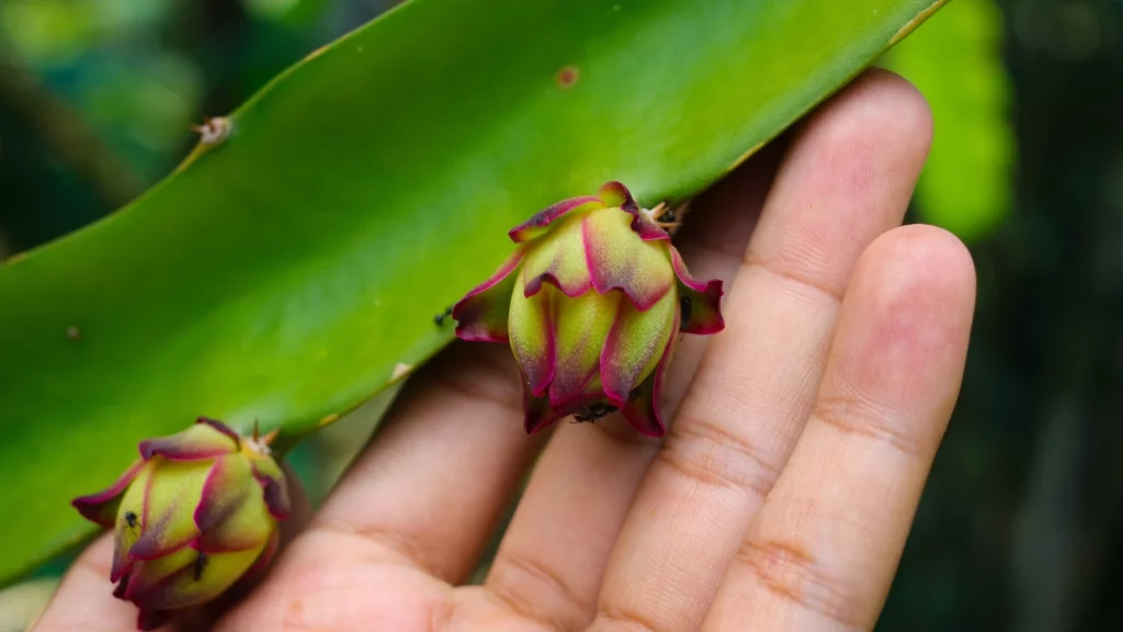 healthy dragon fruit plant.