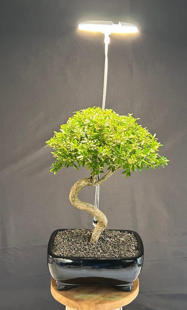 Small indoor bonsai tree on a windowsill under a grow light.