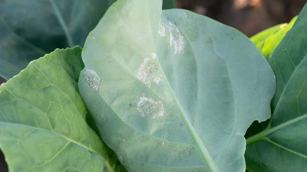 cabbage leaves showing symptoms of downy mildew and leaf spot