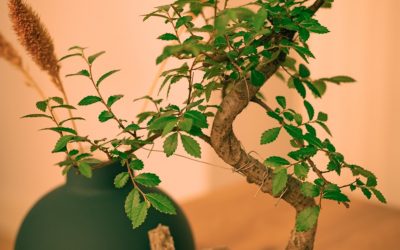 How Fast Do Bonsai Trees Grow? Realistic Timelines for Beginners