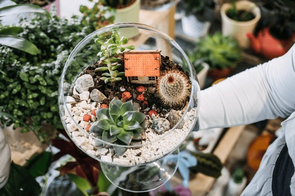 Indoor cactus garden in a shallow terracotta dish.