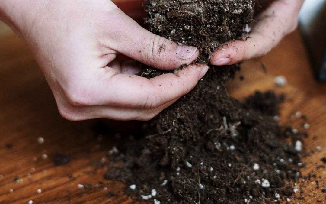 How to Refresh Old Potting Mix Without Replacing It