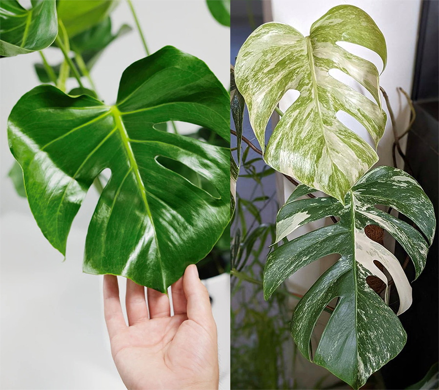 Comparison of healthy and damaged Swiss cheese plant leaves